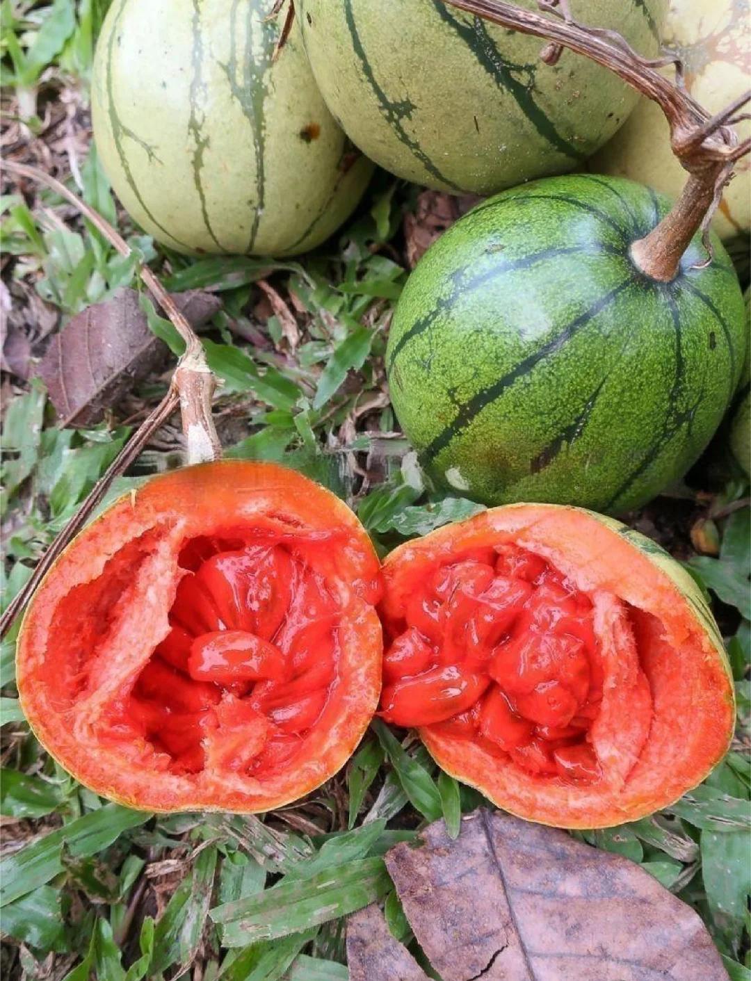 DB彩票官方网站-阿根廷五大输，墨西哥让瓜壳叹息